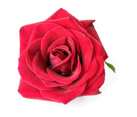 Beautiful red rose on white background