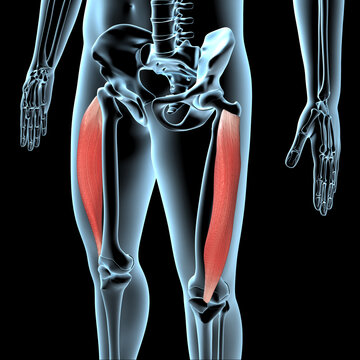 3d Illustration of the Vastus Lateralis Muscles Anatomical Position on Xray Body