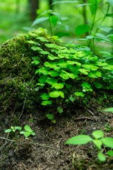 Hare cabbage in the forest. Hilotelephium.