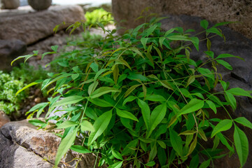 草