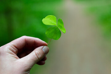 A man holds a hare cabbage in his hand. Trefoil.