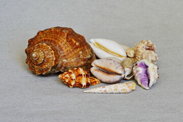 Close-up of seashells on a gray background.