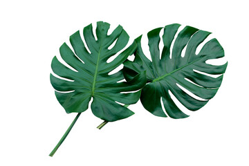 Naklejka na ściany i meble Monstera and Fern plant leaves, the tropical evergreen vine isolated on white background,clipping path. 