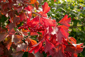 Red leaves and berries of viburnum in the autumn. The end of summer in the garden.