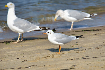 seagull on the beach