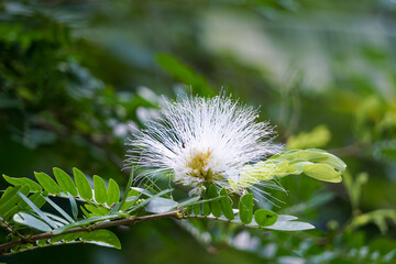 White flowers blooming on the tree