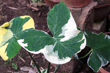 Xanthosoma is a genus of flowering plants in the arum family
