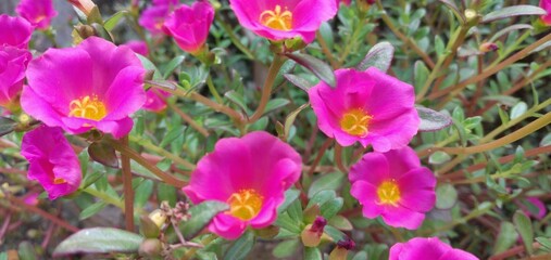 Fototapeta premium red kerokot flowers bloom in front of the house
