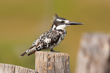 Pied Kingfisher (Ceryle rudis) perched on a pole in the Okavango delta in Botswana