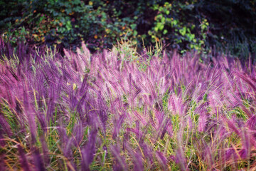 Obraz premium field of lavender