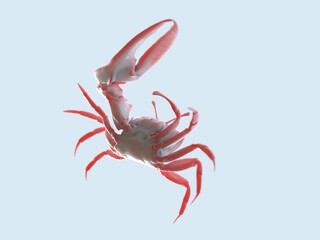 red crab on white background