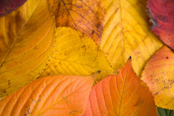 fallen autumn leaves