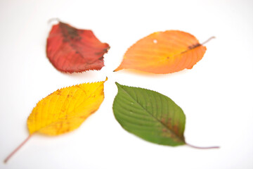 fallen autumn leaves