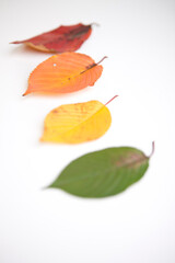Fototapeta premium fallen autumn leaves