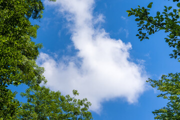 Obraz premium Blue sky background with clouds between green trees