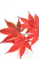 red maple leaves