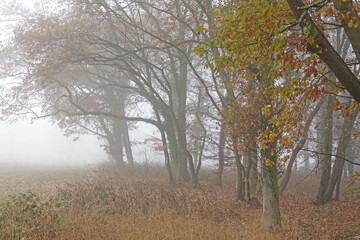 Waldrand im Nebel