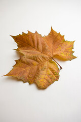 fallen autumn leaves