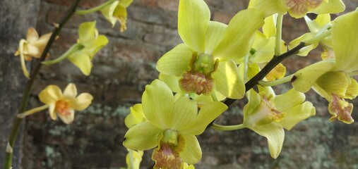 dendro bium orchid with very beautiful yellow dominant flowers