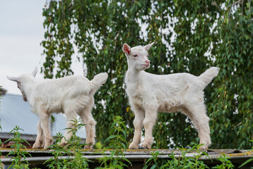 Two white goats stand on the roof of an agricultural building against a green background