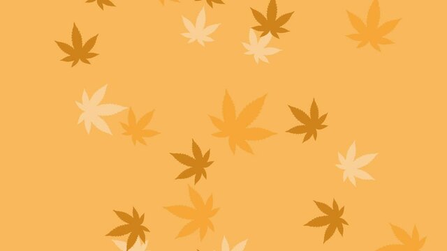 Marijuana leaves falling in orange background - animation