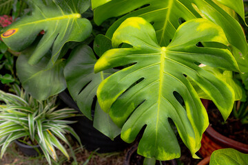 Monstera plant leaf pattern background