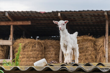 A white goat is standing on the roof of an outbuilding against the background of hay bales