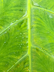Fresh green leaves  with water drops