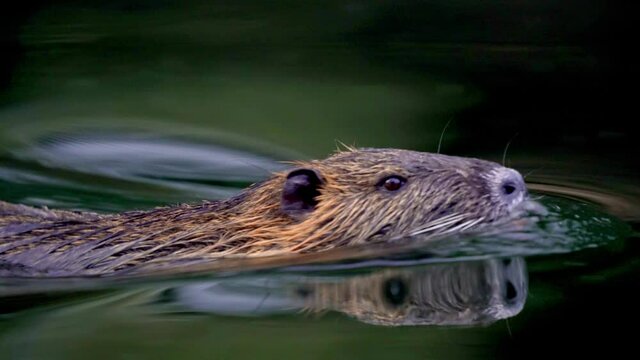 Extreme close up shot of a Coypu swimming on a lake and the water reflecting his body