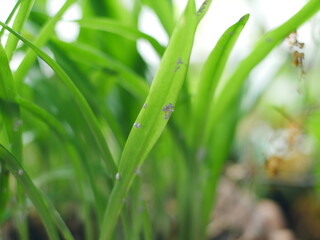 Plenty of mealy bug on the green grass. Selective focus concept. 