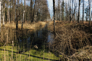 View of the wetland in the forest.