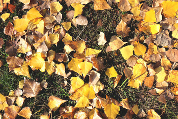 Autumn background. Yellow, fallen leaves on the ground. Golden autumn leaves background