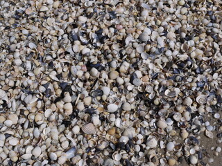 Muscheln am Usedomer Strand