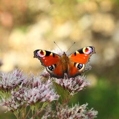 Butterfly.