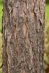 Borke einer Robinia - Scheinakazie - closeup 3