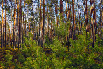 Fototapeta na wymiar View of beautiful green pine trees in a light forest.