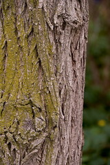 Borke einer Robinia - Scheinakazie - closeup III