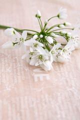 Obraz na płótnie Canvas white flowers with ribbon