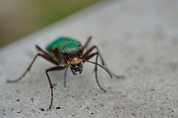 Green ground beetle head close-up.