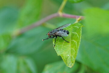 Close-up of a gray fly sitting on a green leaf
