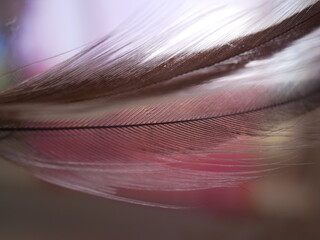 Close up of Brown feather on a pale pink backround