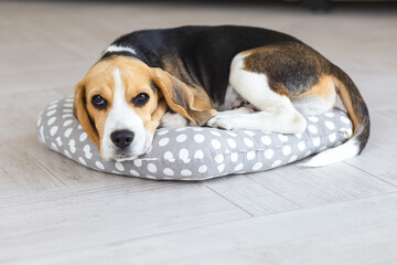 The beagle dog lies on a pillow at home. A pet
