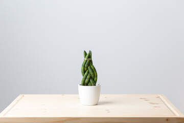 Indoor plant Sansevieria pigtail in white pots. Outdoor space. Home garden