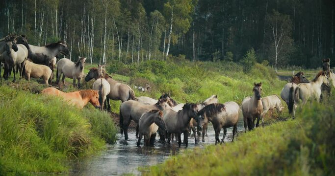 A herd of tarpan at a watering hole. In wild nature