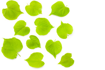 Linden leaves isolated on a white background