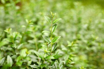 nature, botany and flora concept - close up of branch with green leaves