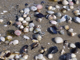 Muscheln am Ostseestrand