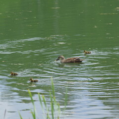 鴨の親子