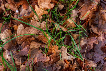 Naklejka premium Green grass and fallen leaves. Top view of the autumn background of oak leaves. Wet autumn leaves after rain. Grass breaks through the leaves. Autumn park.