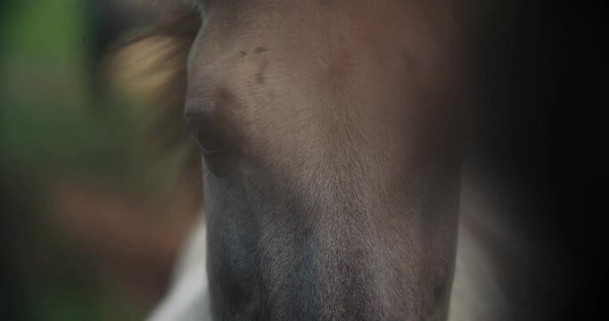 wild horse tarpan close up looking at the camera